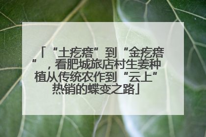 “土疙瘩”到“金疙瘩”，看肥城旅店村生姜种植从传统农作到“云上”热销的蝶变之路
