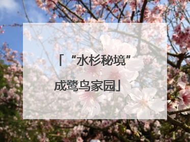 “水杉秘境”成鹭鸟家园