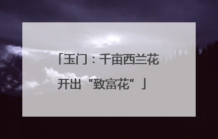 玉门：千亩西兰花开出“致富花”