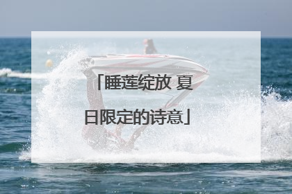 睡莲绽放 夏日限定的诗意