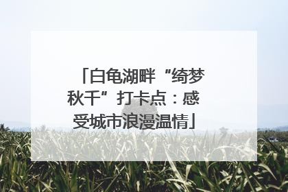 白龟湖畔“绮梦秋千”打卡点：感受城市浪漫温情