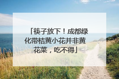 筷子放下！成都绿化带桔黄小花并非黄花菜，吃不得