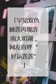 罕见双色睡莲再现济南大明湖，网友直呼“好运莲莲”