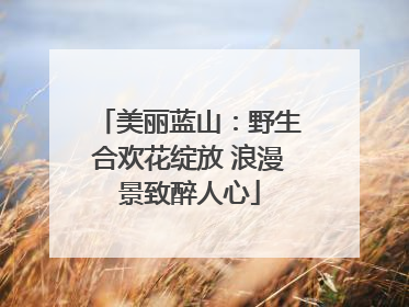 美丽蓝山：野生合欢花绽放 浪漫景致醉人心