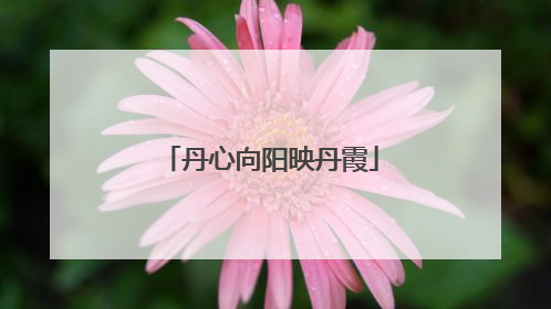 丹心向阳映丹霞