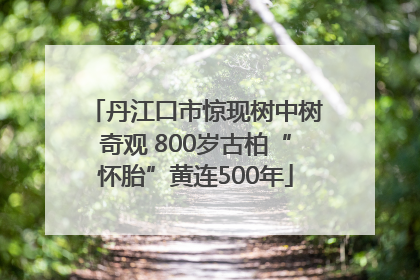 丹江口市惊现树中树奇观 800岁古柏“怀胎”黄连500年