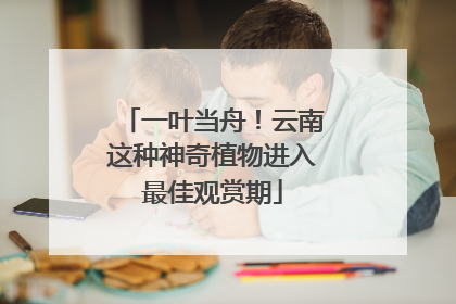 一叶当舟！云南这种神奇植物进入最佳观赏期