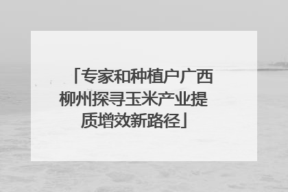 专家和种植户广西柳州探寻玉米产业提质增效新路径