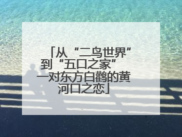 从“二鸟世界”到“五口之家” 一对东方白鹳的黄河口之恋