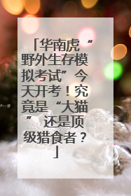 华南虎“野外生存模拟考试”今天开考！究竟是“大猫” 还是顶级猎食者？