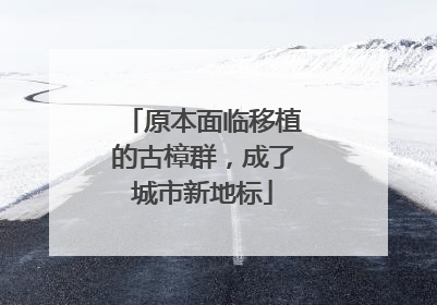 原本面临移植的古樟群，成了城市新地标