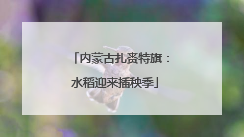 内蒙古扎赉特旗：水稻迎来插秧季