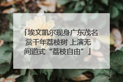 埃文凯尔现身广东茂名 赏千年荔枝树 上演无间道式“荔枝自由”