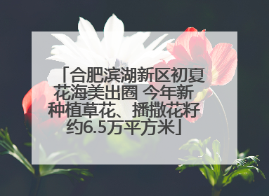 合肥滨湖新区初夏花海美出圈 今年新种植草花、播撒花籽约6.5万平方米