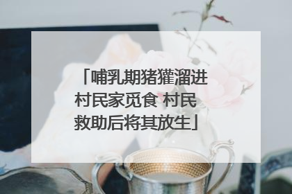 哺乳期猪獾溜进村民家觅食 村民救助后将其放生
