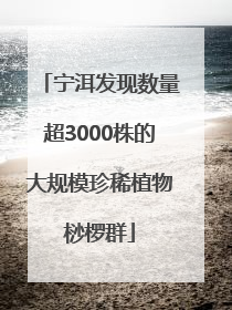 宁洱发现数量超3000株的大规模珍稀植物桫椤群