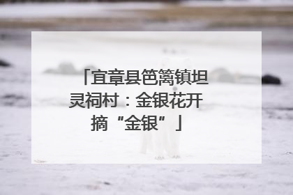 宜章县笆篱镇坦灵祠村：金银花开摘“金银”