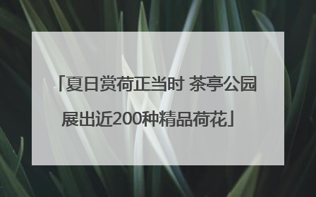 夏日赏荷正当时 茶亭公园展出近200种精品荷花