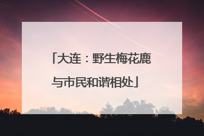大连：野生梅花鹿与市民和谐相处