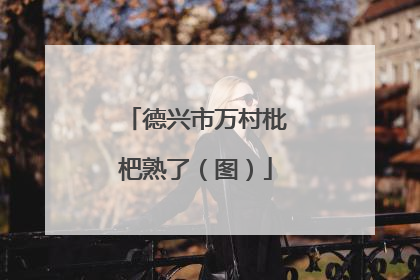 德兴市万村枇杷熟了（图）