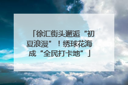 徐汇街头邂逅“初夏浪漫”！绣球花海成“全民打卡地”