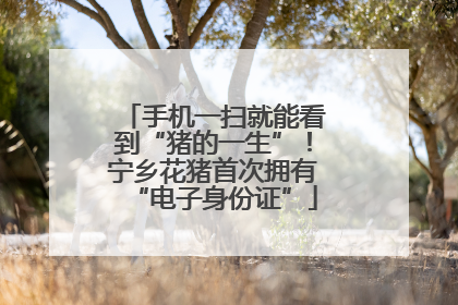 手机一扫就能看到“猪的一生”！宁乡花猪首次拥有“电子身份证”