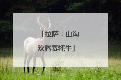 拉萨：山沟欢腾赛牦牛