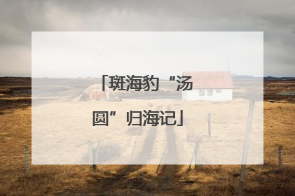 斑海豹“汤圆”归海记