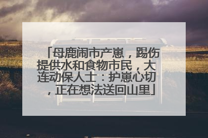 母鹿闹市产崽，踢伤提供水和食物市民，大连动保人士：护崽心切，正在想法送回山里
