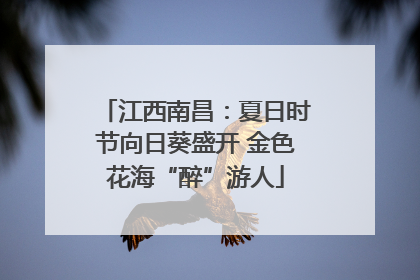 江西南昌：夏日时节向日葵盛开 金色花海“醉”游人