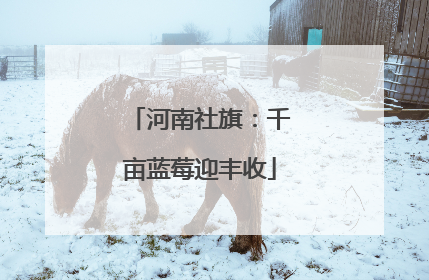 河南社旗：千亩蓝莓迎丰收