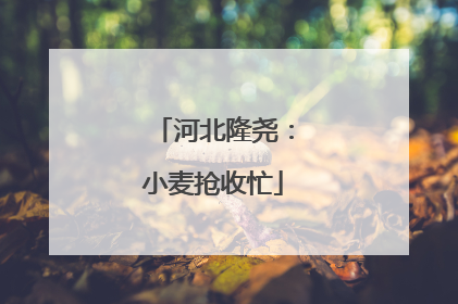 河北隆尧：小麦抢收忙