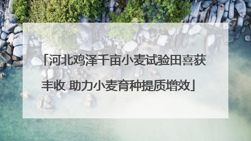 河北鸡泽千亩小麦试验田喜获丰收 助力小麦育种提质增效