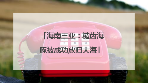 海南三亚：糙齿海豚被成功放归大海