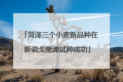 菏泽三个小麦新品种在新疆戈壁滩试种成功