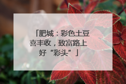 肥城：彩色土豆喜丰收，致富路上好“彩头”