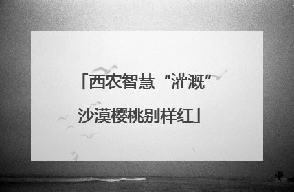 西农智慧“灌溉” 沙漠樱桃别样红