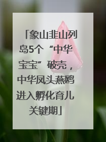 象山韭山列岛5个“中华宝宝”破壳，中华凤头燕鸥进入孵化育儿关键期
