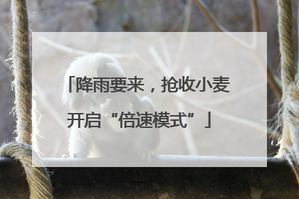 降雨要来，抢收小麦开启“倍速模式”