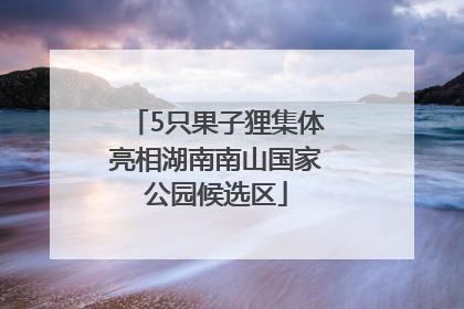 5只果子狸集体亮相湖南南山国家公园候选区